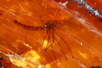 Media type: image;   Entomology PALE-26921